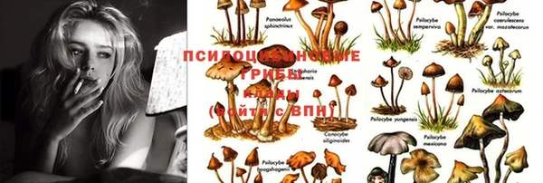 ГАЛЛЮЦИНОГЕННЫЕ ГРИБЫ Горно-Алтайск